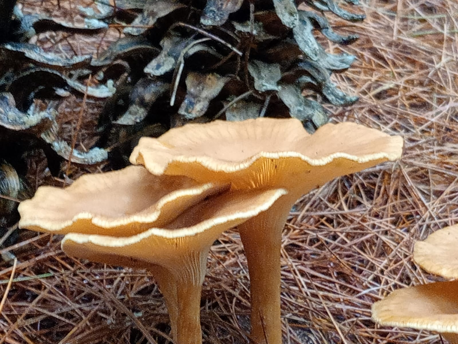 FUNGI FEST LISTO PARA SU TERCERA EDICIÓN